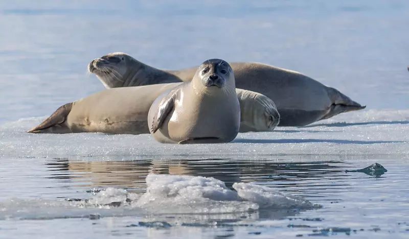 A seal on an iceberg