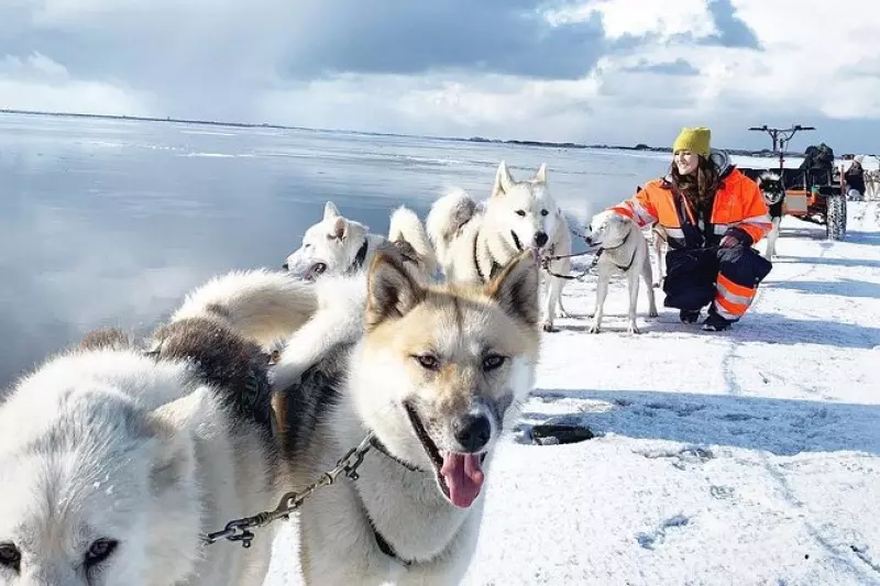 Dog sledding in Iceland